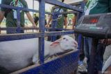 Panitia menilai berat badan domba dalam kontes ternak di Pasar Hewan Lumajang, Lumajang, Jawa Timur, Sabtu (24/4/2025). Dalam ajang yang diselenggarakan oleh Himpunan Kerukunan Tani Indonesia (HKTI) Lumajang bersama, Asosiasi Peternak Domba Lumajang (APDL), dan Himpunan Peternak Domba Kambing Indonesia (HPDKI) tersebut diikuti sebanyak 61 peserta dengan penilaian berdasarkan bobot, tinggi, panjang tubuh, serta aspek kebersihan dan kesehatan ternak sebagai upaya mendorong peningkatan kualitas peternakan di daerah itu. ANTARA Jatim/Irfan Sumanjaya/mas.