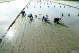 Petani bercocok tanam padi di areal persawahan Tulungagung, Jawa Timur, Kamis (24/4/2025). Untuk memastikan ritme tanam dan capaian produksi padi pada kurun 2025, pemerintah menargetkan luas tambah tanam (LTT) minimal 1,6 juta ha setiap bulannya, termasuk 1,3 juta ha pada April 2025 dengan estimasi produksi gabah 7,5 juta ton. ANTARA Jatim/Destyan Sujarwoko/mas.