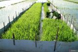 Petani mengumpulkan padi di areal persawahan Tulungagung, Jawa Timur, Kamis (24/4/2025). Untuk memastikan ritme tanam dan capaian produksi padi pada kurun 2025, pemerintah menargetkan luas tambah tanam (LTT) minimal 1,6 juta ha setiap bulannya, termasuk 1,3 juta ha pada April 2025 dengan estimasi produksi gabah 7,5 juta ton. ANTARA Jatim/Destyan Sujarwoko/mas.