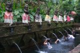 Umat Hindu melakukan ritual Melukat atau pembersihan diri pada Hari Umanis Galungan di Pancoran Solas Tirta Taman Mumbul, Desa Sangeh, Badung, Bali, Kamis (24/4/2025). Sebagian besar umat Hindu melakukan ritual melukat pada Hari Umanis Galungan atau sehari setelah Hari Raya Galungan di objek wisata religi tersebut untuk membersihkan diri secara spiritual dan jasmani serta mengembalikan energi positif. ANTARA FOTO/Nyoman Hendra Wibowo/wsj.