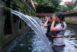 Umat Hindu melakukan ritual Melukat atau pembersihan diri pada Hari Umanis Galungan di Pancoran Solas Tirta Taman Mumbul, Desa Sangeh, Badung, Bali, Kamis (24/4/2025). Sebagian besar umat Hindu melakukan ritual melukat pada Hari Umanis Galungan atau sehari setelah Hari Raya Galungan di objek wisata religi tersebut untuk membersihkan diri secara spiritual dan jasmani serta mengembalikan energi positif. ANTARA FOTO/Nyoman Hendra Wibowo/wsj.