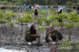Anggota komunitas lingkungan, Ceudah Asian Friendship Society of Aceh (CAFSA) menanam  bibit manggrove (Rhizophora) di kawasan pesisir Desa Lampulo, Banda Aceh, Aceh, Jumat (25/4/2025). Ceudah Asian Friendship Society of Aceh (CAFSA)  di daerah itu menanam sebanyak 1.000 batang bibit manggrove yang merupakan agenda rutin tahunan untuk penghijauan kawasan pesisir dan sekaligus rangkaian peringatan Hari Bumi. ANTARA FOTO/Ampelsa.
