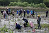 Anggota komunitas lingkungan, Ceudah Asian Friendship Society of Aceh (CAFSA) menanam  bibit manggrove (Rhizophora) di kawasan pesisir Desa Lampulo, Banda Aceh, Aceh, Jumat (25/4/2025). Ceudah Asian Friendship Society of Aceh (CAFSA)  di daerah itu menanam sebanyak 1.000 batang bibit manggrove yang merupakan agenda rutin tahunan untuk penghijauan kawasan pesisir dan sekaligus rangkaian peringatan Hari Bumi. ANTARA FOTO/Ampelsa.