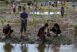 Anggota komunitas lingkungan, Ceudah Asian Friendship Society of Aceh (CAFSA) menanam  bibit manggrove (Rhizophora) di kawasan pesisir Desa Lampulo, Banda Aceh, Aceh, Jumat (25/4/2025). Ceudah Asian Friendship Society of Aceh (CAFSA)  di daerah itu menanam sebanyak 1.000 batang bibit manggrove yang merupakan agenda rutin tahunan untuk penghijauan kawasan pesisir dan sekaligus rangkaian peringatan Hari Bumi. ANTARA FOTO/Ampelsa.
