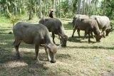 Peternak menggembala kerbau di ladang deat pesisir Pantai Cengkrong, Trenggalek, Jawa Timur, Sabtu (26/4/2025). Data BPS menunjukkan populasi kerbau secara nasional pada akhir 2024 dan awal 2025 sebanyak 556.794 ekor, turun dibanding tahun 2023 sebanyak 570 ribu ekor dan 2022 sebanyak 581.195 ekor. Antara Jatim/Destyan Sujarwoko/um