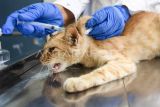 Seekor kucing liar disuntik obat bius sebelum disterilisasi di Klinik Hewan Samarinda Dinas Peternakan dan Kesehatan Hewan Kalimantan Timur, di Samarinda, Sabtu (26/4/2025). Dalam memperingati Hari Dokter Hewan Sedunia, Dinas Peternakan dan Kesehatan Hewan Provinsi Kaltim bersama Perhimpunan Dokter Hewan Indonesia (PDHI) Kaltim 1 dan Cat Lover Samarinda melakukan sterilisasi kucing liar untuk mengendalikan populasi kucing di Samarinda. Antara Kaltim/M Risyal Hidayat