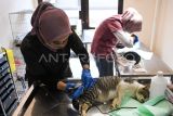 Dokter hewan mencukur bulu kucing yang akan di operasi sterilisasi untuk kucing liar di Klinik Hewan Samarinda Dinas Peternakan dan Kesehatan Hewan Kalimantan Timur, di Samarinda, Sabtu (26/4/2025). Dalam memperingati Hari Dokter Hewan Sedunia, Dinas Peternakan dan Kesehatan Hewan Provinsi Kaltim bersama Perhimpunan Dokter Hewan Indonesia (PDHI) Kaltim 1 dan Cat Lover Samarinda melakukan sterilisasi kucing liar untuk mengendalikan populasi kucing di Samarinda. Antara Kaltim/M Risyal Hidayat