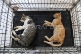 Sejumlah kucing liar berada di dalam kandang seusai disterilisasi di Klinik Hewan Samarinda Dinas Peternakan dan Kesehatan Hewan Kalimantan Timur, di Samarinda, Sabtu (26/4/2025). Dalam memperingati Hari Dokter Hewan Sedunia, Dinas Peternakan dan Kesehatan Hewan Provinsi Kaltim bersama Perhimpunan Dokter Hewan Indonesia (PDHI) Kaltim 1 dan Cat Lover Samarinda melakukan sterilisasi kucing liar untuk mengendalikan populasi kucing di Samarinda. Antara Kaltim/M Risyal Hidayat
