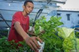 7 Khasiat daun mint untuk bayi yang jarang diketahui