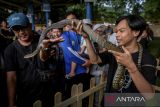 Anggota Komunitas Big Reptil mengalungkan ular kepada warga saat kegiatan edukasi hewan reptil di Alun-alun Kota Tangerang, Banten, Sabtu (26/4/2025). Kegiatan edukasi yang memamerkan berbagai jenis hewan reptil seperti ular, kadal, iguana dan biawak tersebut untuk mengkampanyekan reptil sebagai sahabat manusia. ANTARA FOTO/Putra M. Akbar/gp
