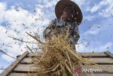 Petani merontokan padi saat panen raya di Kecamatan Lumbung, Kabupaten Ciamis, Jawa Barat, Minggu (27/4/2025). Perum Bulog Wilayah Jawa Barat mencatat realisasi serapan gabah dan beras dari petani hingga Maret 2025 telah mencapai 103 persen atau 128.513 ton dari target yang ditetapkan sebanyak 124.027 ton. ANTARA FOTO/Adeng Bustomi/agr