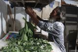 Petani memberi makan ulat sutera jenis Samia Chyntia Ricini dengan daun jarak di Bangil, Pasuruan, Jawa Timur, Minggu (27/4/2025). Petani setempat membudidayakan ulat sutra dengan metode berkelanjutan atau sustainable, artinya saat panen mereka memisahkan pupa ulat dengan kepompong dan tidak membunuhnya sehingga kupu ulat sutra bisa berkembang biak terus menerus dengan jumlah produksi kepompong per minggu mencapai lima kilogram, untuk kemudian dijual ke koperasi dengan harga Rp200 ribu per kilogram. Antara Jatim/Ari Bowo Sucipto/um