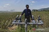 Produksi padi organik di Ciamis