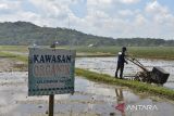 Anggota Gabungan Kelompok Tani (Gapoktan) Parikesit memeriksa traktor di Desa Bangunsari, Kabupaten Ciamis, Jawa Barat, Senin (28/4/2025). Sejak tahun 2006 Gapoktan Parikesit memanfaatkan lahan tanah hujan ditanami padi organik dan mendapatkan sertifikasi lahan organik dari INOFICE pada tahun 2021 seluas 24 hektare, dengan kapasitas produksi padi organik mencapai 7-8 ton per hektare per musim panen, dengan harga gabah kering organik Rp8.500 per kilogram sedangkan harga beras organik dijual Rp20.000 per kilogram. ANTARA FOTO/Adeng Bustomi/agr