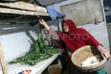 Petani memisahkan kepompong dengan pupa ulat sutera jenis Samia Chyntia Ricini yang dibudidayakan di Bangil, Pasuruan, Jawa Timur, Minggu (27/4/2025). Petani setempat membudidayakan ulat sutra dengan metode berkelanjutan atau sustainable, artinya saat panen mereka memisahkan pupa ulat dengan kepompong dan tidak membunuhnya sehingga kupu ulat sutra bisa berkembang biak terus menerus dengan jumlah produksi kepompong mencapai lima kilogram per minggu yang kemudian dijual ke koperasi dengan harga Rp200 ribu per kilogram. ANTARA FOTO/Ari Bowo Sucipto/YU