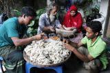 Petani memanen kepompong ulat sutera jenis Samia Chyntia Ricini yang dibudidayakan di Bangil, Pasuruan, Jawa Timur, Minggu (27/4/2025). Petani setempat membudidayakan ulat sutra dengan metode berkelanjutan atau sustainable, artinya saat panen mereka memisahkan pupa ulat dengan kepompong dan tidak membunuhnya sehingga kupu ulat sutra bisa berkembang biak terus menerus dengan jumlah produksi kepompong mencapai lima kilogram per minggu yang kemudian dijual ke koperasi dengan harga Rp200 ribu per kilogram. ANTARA FOTO/Ari Bowo Sucipto/YU