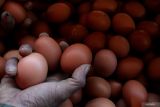 Peternak memanen telur ayam di peternakan ayam. Petelur di Wonokoyo, Malang, Jawa Timur, Selasa (29/4/2025). Peternak ayam petelur setempat mengeluhkan harga telur ayam di pasaran yang mengalami fluktuasi dengan kecenderungan turun dalam tiga pekan terakhir yakni dari Rp27 ribu per kilogram hingga sempat menyentuh harga Rp20.800 per kilogram sehingga peternak mengganti pakan jagung dengan tepung olahan untuk mengurangi biaya pakan. Antara Jatim/Ari Bowo Sucipto/um