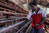 Peternak memanen telur ayam di peternakan ayam. Petelur di Wonokoyo, Malang, Jawa Timur, Selasa (29/4/2025). Peternak ayam petelur setempat mengeluhkan harga telur ayam di pasaran yang mengalami fluktuasi dengan kecenderungan turun dalam tiga pekan terakhir yakni dari Rp27 ribu per kilogram hingga sempat menyentuh harga Rp20.800 per kilogram sehingga peternak mengganti pakan jagung dengan tepung olahan untuk mengurangi biaya pakan. Antara Jatim/Ari Bowo Sucipto/um