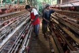 Peternak memanen telur ayam di peternakan ayam. Petelur di Wonokoyo, Malang, Jawa Timur, Selasa (29/4/2025). Peternak ayam petelur setempat mengeluhkan harga telur ayam di pasaran yang mengalami fluktuasi dengan kecenderungan turun dalam tiga pekan terakhir yakni dari Rp27 ribu per kilogram hingga sempat menyentuh harga Rp20.800 per kilogram sehingga peternak mengganti pakan jagung dengan tepung olahan untuk mengurangi biaya pakan. Antara Jatim/Ari Bowo Sucipto/um