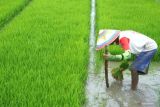 Dosen UGM gagas teknologi sederhana SMS bantu petani di daerah 3T
