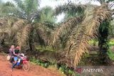 Pemkab Kotim upayakan bantuan bibit sawit berkualitas untuk petani