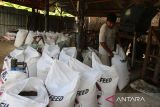 Pekerja melakukan proses pengantongan pakan ternak seusai  produksi di desa  Sibreh, kabupaten Aceh Besar, Aceh,  Selasa (29/4/2025).  Menurut pelaku usaha di daerah itu, Industri pengolahan pakar ternak dengan kapasitas produksi mencapai 5 hingga 6 ton per hari dan menggunakan bahan baku lokal di daerah itu,  dipasarkan di seluruh daerah sentra ternak di provinsi Aceh dengan harga penjualan mencapai  Rp165.000 per zak (50 kg) untuk kebutuhan sapi pedaging, sapi perah, kambing dan domba. ANTARA FOTO/Ampelsa.