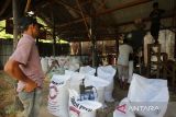 Pekerja melakukan proses produksi pakan ternak di desa  Sibreh, kabupaten Aceh Besar, Aceh,  Selasa (29/4/2025).  Menurut pelaku usaha di daerah itu, Industri pengolahan pakar ternak dengan kapasitas produksi mencapai 5 hingga 6 ton per hari dan menggunakan bahan baku lokal di daerah itu,  dipasarkan di seluruh daerah sentra ternak di provinsi Aceh dengan harga penjualan mencapai  Rp165.000 per zak (50 kg) untuk kebutuhan sapi pedaging, sapi perah, kambing dan domba. ANTARA FOTO/Ampelsa.