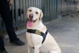 Bea Cukai Batam tambah anjing pelacak K9 perkuat pengawasan