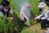 Petugas melakukan pengasapan rodentisida lubang tikus di area lahan pertanian padi Desa Purwosono, Kecamatan Sumbersuko, Lumajang, Jawa Timur, Rabu (30/4/2025). Dinas Ketahanan Pangan Dan Pertanian (DKPP) Kabupaten Lumajang melakukan gerakan pengendalian hama serentak dengan cara pengumpan, pengomposan, penggunaan barier Linear Trap Barrier System (LTBS), serta pemasangan rumah burung hantu sebagai upaya pengendalian hama tikus yang menurut data telah merusak 20 persen lahan dari luas Total 71.000-73.000 hektar lahan pertanian di wilayah itu. ANTARA Jatim/Irfan Sumanjaya/mas.