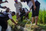 Petugas melakukan pengasapan rodentisida ke lubang tikus di area lahan pertanian padi Desa Purwosono, Kecamatan Sumbersuko, Lumajang, Jawa Timur, Rabu (30/4/2025). Dinas Ketahanan Pangan Dan Pertanian (DKPP) Kabupaten Lumajang melakukan gerakan pengendalian hama serentak dengan cara pengumpan, pengomposan, penggunaan barier Linear Trap Barrier System (LTBS), serta pemasangan rumah burung hantu sebagai upaya pengendalian hama tikus yang menurut data telah merusak 20 persen lahan dari luas Total 71.000-73.000 hektar lahan pertanian di wilayah itu. ANTARA Jatim/Irfan Sumanjaya/mas.