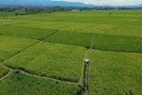 Foto udara rumah burung hantu yang dipasang di area lahan pertanian padi Desa Purwosono, Kecamatan Sumbersuko, Lumajang, Jawa Timur, Rabu (30/4/2025). Dinas Ketahanan Pangan Dan Pertanian (DKPP) Kabupaten Lumajang melakukan gerakan pengendalian hama serentak dengan cara pengumpan, pengomposan, penggunaan barier Linear Trap Barrier System (LTBS), serta pemasangan rumah burung hantu sebagai upaya pengendalian hama tikus yang menurut data telah merusak 20 persen lahan dari luas Total 71.000-73.000 hektar lahan pertanian di wilayah itu. ANTARA Jatim/Irfan Sumanjaya/mas.