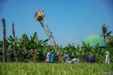 Petugas mendirikan rumah burung hantu di area lahan pertanian padi Desa Purwosono, Kecamatan Sumbersuko, Lumajang, Jawa Timur, Rabu (30/4/2025). Dinas Ketahanan Pangan Dan Pertanian (DKPP) Kabupaten Lumajang melakukan gerakan pengendalian hama serentak dengan cara pengumpan, pengomposan, penggunaan barier Linear Trap Barrier System (LTBS), serta pemasangan rumah burung hantu sebagai upaya pengendalian hama tikus yang menurut data telah merusak 20 persen lahan dari luas Total 71.000-73.000 hektar lahan pertanian di wilayah itu. ANTARA Jatim/Irfan Sumanjaya/mas.