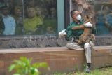 Pawang bercengkerama dengan seekor anak Harimau Sumatera (panthera Tigris Sumatrae) berusia 4 bulan di dalam kandang di Taman Marga Satwa Budaya Kinantan (TMSBK) Bukittinggi, Sumatera Barat, Rabu (30/4/2025). TMSBK bersama Pemkot Bukittinggi memperkenalkan kehadiran penghuni baru Harimau Sumatera berjenis kelamin betina yang diberi nama Banun, bayi dari pasangan harimau Sumatera indukan bernama Mantagi (10) dan pejantan bernama Bujang Mandeh (12), dan menambah koleksi kebun binatang itu menjadi delapan ekor harimau. ANTARA FOTO/Iggoy el Fitra/nz