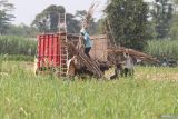 Pekerja menata tebu ke dalam bak truk saat panen di Desa Silir, Kabupaten Kediri, Jawa Timur, Rabu (30/4/2025). Pemprov Jatim optimis Jawa Timur lini terdepan mewujudkan swasembada gula dengan jumlah produksi gula per 1 hektare menghasilkan 13 ton gula dibanding rata-rata nasional lima ton. ANTARA Jatim/Prasetia Fauzani/mas.
