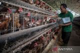 Pekerja memberi pakan untuk ayam di salah satu peternakan di Cihampelas, Kabupaten Bandung Barat, Jawa Barat, Rabu (30/4/2025). Kementerian Pertanian (Kementan) berkomitmen untuk bergerak cepat menstabilkan harga ayam hidup dan telur konsumsi yang sempat mengalami penurunan signifikan pasca Lebaran 2025 demi menjaga keseimbangan pasokan dan permintaan, dengan serangkaian langkah strategis di antaranya mendorong penyerapan ayam dan telur dari peternak mandiri oleh perusahaan integrator dan produsen pakan unggas, dengan harga yang disepakati bersama. ANTARA FOTO/Abdan Syakura/agr
