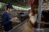 Pekerja mengumpulkan telur ayam di salah satu peternakan di Cihampelas, Kabupaten Bandung Barat, Jawa Barat, Rabu (30/4/2025). Kementerian Pertanian (Kementan) berkomitmen untuk bergerak cepat menstabilkan harga ayam hidup dan telur konsumsi yang sempat mengalami penurunan signifikan pasca Lebaran 2025 demi menjaga keseimbangan pasokan dan permintaan, dengan serangkaian langkah strategis di antaranya mendorong penyerapan ayam dan telur dari peternak mandiri oleh perusahaan integrator dan produsen pakan unggas, dengan harga yang disepakati bersama. ANTARA FOTO/Abdan Syakura/agr
