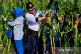 Lanal Ranai panen 10 ribu bongkol jagung manis