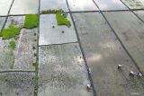 Foto udara petani menanam padi di areal persawahan kawasan Wonoayu, Jawa Timur, Kamis (1/5/2025). Pemerintah meluncurkan Gerakan Indonesia Menanam (Gerina) yang merupakan gerakan kolaboratif untuk membangkitkan kesadaran dan partisipasi aktif masyarakat dalam menanam, menumbuhkan, dan memanen tanaman pangan sebagai upaya peningkatan ketahanan pangan. Antara Jatim/Umarul Faruq
