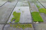 Foto udara petani menyiapkan bibit padi untuk ditanam di areal persawahan kawasan Wonoayu, Jawa Timur, Kamis (1/5/2025). Pemerintah meluncurkan Gerakan Indonesia Menanam (Gerina) yang merupakan gerakan kolaboratif untuk membangkitkan kesadaran dan partisipasi aktif masyarakat dalam menanam, menumbuhkan, dan memanen tanaman pangan sebagai upaya peningkatan ketahanan pangan. Antara Jatim/Umarul Faruq