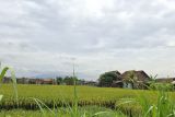 Bulog catat 162 tempat pengeringan gabah jadi mitra maklon