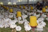Peternak memeriksa pakan ayam broiler di Dzeta Farm, Desa Margaluyu, Kabupaten Tasikmalaya, Jawa Barat, Sabtu (3/5/2025). Kementerian Pertanian telah melakukan pengawasan distribusi dan produksi dengan pengendalian produksi day old chick (DOC) final stock, mendorong perusahaan integrator, pembibit, pabrik pakan dan importir bahan baku pakan untuk menyerap ayam hidup dari peternak mandiri berukuran di atas 2,4 kg dengan harga minimal Rp17.000 per kg berat hidup dalam rangka menjaga stabilitas pasokan serta melindungi peternak dari harga yang merugikan. ANTARA FOTO/Adeng Bustomi/agr
