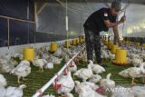 Peternak memeriksa pakan ayam broiler di Dzeta Farm, Desa Margaluyu, Kabupaten Tasikmalaya, Jawa Barat, Sabtu (3/5/2025). Kementerian Pertanian telah melakukan pengawasan distribusi dan produksi dengan pengendalian produksi day old chick (DOC) final stock, mendorong perusahaan integrator, pembibit, pabrik pakan dan importir bahan baku pakan untuk menyerap ayam hidup dari peternak mandiri berukuran di atas 2,4 kg dengan harga minimal Rp17.000 per kg berat hidup dalam rangka menjaga stabilitas pasokan serta melindungi peternak dari harga yang merugikan. ANTARA FOTO/Adeng Bustomi/agr
