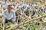 Warga yang berusaha menyatukan tongkat terjatuh saat mengikuti tradisi Mekotek di kawasan Munggu, Badung, Bali, Sabtu (3/5/2025). Tradisi saat Hari Raya Kuningan itu diikuti ribuan warga setempat untuk menolak bala dan memohon keselamatan. ANTARA FOTO/Fikri Yusuf/wsj.