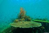 Panorama bawah laut di Pantai Bangsring, Banyuwangi, Jawa Timur, Minggu (4/5/2025). Kawasan bawah laut seluas 15 hektar yang dahulu rusak akibat penangkapan ikan tidak ramah lingkungan tersebut kini telah pulih berkat upaya tranplantasi terumbu karang oleh kelompok nelayan Samudra Bakti sejak 2009 dan kini menjadi habitat bagi beragam biota laut. Antara Jatim/Budi Candra Setya/um