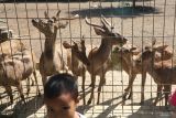 Pengunjung memberi makan rusa di tempat penangkaran rusa di kawasan markas Brigif Mekanis 16/Wira Yudha, Kota Kediri, Jawa Timur, Minggu (4/5/2025). Penangkaran rusa di area militer yang terbuka untuk umum tersebut sebagai upaya mendekatkan diri TNI kepada masyarakat sekaligus menggerakkan perekonomian warga sekitar. ANTARA Jatim/Prasetia Fauzani/mas.