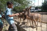 Pengunjung memberi makan rusa di tempat penangkaran rusa di kawasan markas Brigif Mekanis 16/Wira Yudha, Kota Kediri, Jawa Timur, Minggu (4/5/2025). Penangkaran rusa di area militer yang terbuka untuk umum tersebut sebagai upaya mendekatkan diri TNI kepada masyarakat sekaligus menggerakkan perekonomian warga sekitar. ANTARA Jatim/Prasetia Fauzani/mas.