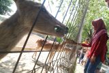 Pengunjung memberi makan rusa di tempat penangkaran rusa di kawasan markas Brigif Mekanis 16/Wira Yudha, Kota Kediri, Jawa Timur, Minggu (4/5/2025). Penangkaran rusa di area militer yang terbuka untuk umum tersebut sebagai upaya mendekatkan diri TNI kepada masyarakat sekaligus menggerakkan perekonomian warga sekitar. ANTARA Jatim/Prasetia Fauzani/mas.
