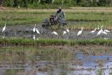 Petani menggunakan alat  pertanian handtraktor membajak sawah pascapanen raya di desa Indra Puri, kabupaten Aceh Besar, Aceh, Sabtu (3/5/2025). Pemerintah Aceh mempercepat musim tanam serentak pascapanen raya dalam upaya mendukung program swasembada pangan nasional dengan target produksi gabah kering panen (GKP) tahun 2025 sebanyak  1,698 juta ton atau meningkat sekitar 55.000 ton dibanding tahun 2024 sebanyak 1,643 juta ton.  ANTARA FOTO/Ampelsa.