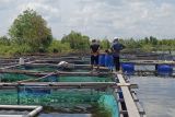 Pembudi daya di Palangka Raya minta fasilitas pembenihan ikan