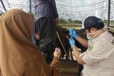 DKPP Kota Batam gencarkan monitoring ternak guna waspada penyakit PMK